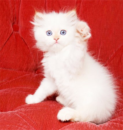 A pretty white kitten waving hello with its paw Foto de stock - Super Valor sin royalties y Suscripción, Código: 400-05158806