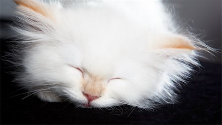 simsearch:400-04904022,k - A pretty little cat sleeping, on black background Stockbilder - Microstock & Abonnement, Bildnummer: 400-05158802