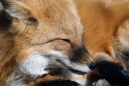 simsearch:400-04516399,k - Close-up portrait of a beautiful wild Red Fox Foto de stock - Royalty-Free Super Valor e Assinatura, Número: 400-05158965