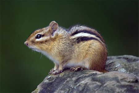 Closeup picture of an Eastern Chipmunk on a rock Stock Photo - Budget Royalty-Free & Subscription, Code: 400-05158968