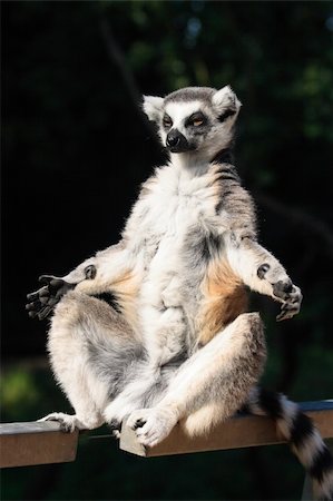 nice lemur monkey from the ZOO Prague Photographie de stock - Aubaine LD & Abonnement, Code: 400-05159001