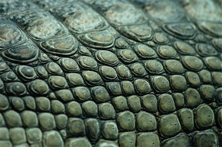 snake skin - green crocodile skin from the Prague ZOO Stock Photo - Budget Royalty-Free & Subscription, Code: 400-05159002