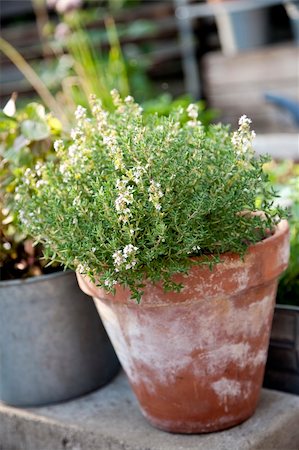 potted herbs - Plant of thyme in the herbal garden, growing in a red pot Stock Photo - Budget Royalty-Free & Subscription, Code: 400-05159103