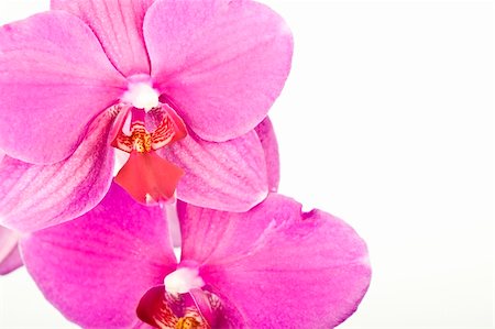 simsearch:400-04632547,k - Beautiful purple orchid Foto de stock - Super Valor sin royalties y Suscripción, Código: 400-05159121