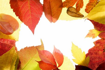 fall floral backgrounds - Autumn  leaves frame, studio over white background, using leaf transparency Stock Photo - Budget Royalty-Free & Subscription, Code: 400-05159154