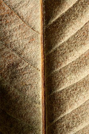 simsearch:400-04644582,k - Close up of a leaf, gloden brown in autumn. Seasonal macro studio crop shot Photographie de stock - Aubaine LD & Abonnement, Code: 400-05159174