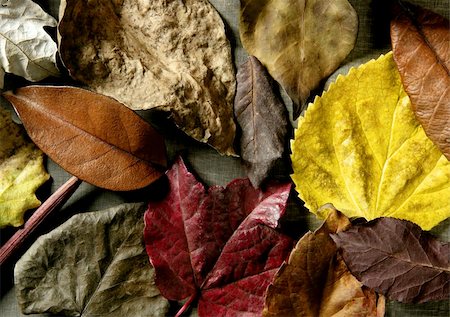 dry the bed sheets - Still of autumn leaves, dark wood background, fall classic images Stock Photo - Budget Royalty-Free & Subscription, Code: 400-05159176