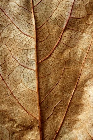 simsearch:400-04644582,k - Close up of a leaf, gloden brown in autumn. Seasonal macro studio crop shot Photographie de stock - Aubaine LD & Abonnement, Code: 400-05159173