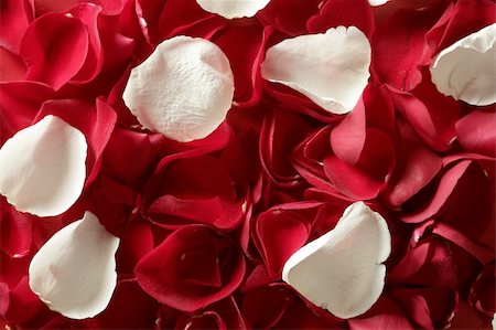 simsearch:400-05159216,k - Red rose petals texture background, transparent flowers Stock Photo - Budget Royalty-Free & Subscription, Code: 400-05159204