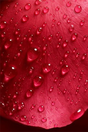 simsearch:400-05159213,k - Wet close up macro rose petals with water drops Stock Photo - Budget Royalty-Free & Subscription, Code: 400-05159206