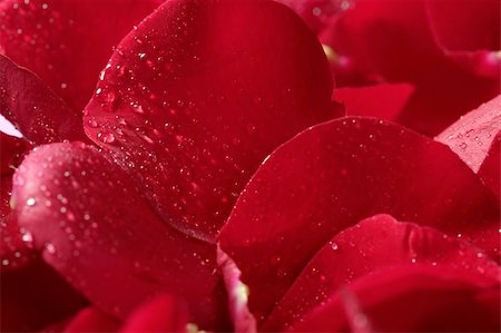 simsearch:400-05159216,k - Red rose petals texture background, transparent flowers Stock Photo - Budget Royalty-Free & Subscription, Code: 400-05159209