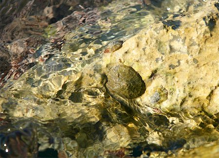 Marine rock texture detail on docks, barnacle Stock Photo - Budget Royalty-Free & Subscription, Code: 400-05159201