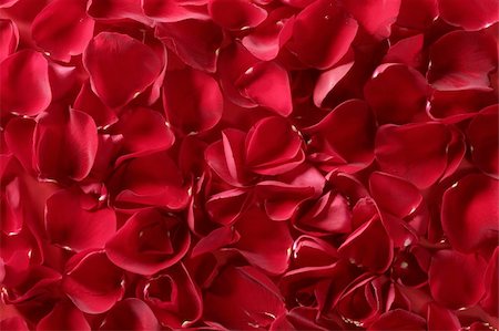 flower border design of rose - Red rose petals texture background, transparent flowers Stock Photo - Budget Royalty-Free & Subscription, Code: 400-05159203
