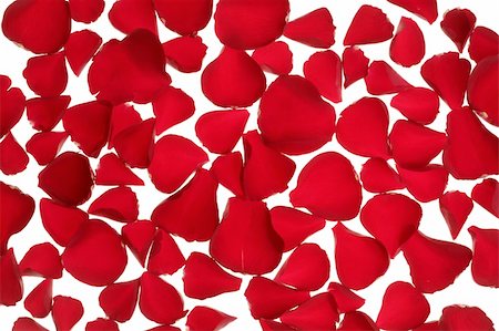 simsearch:400-05159213,k - Red rose petals texture background, transparent flowers Stock Photo - Budget Royalty-Free & Subscription, Code: 400-05159216