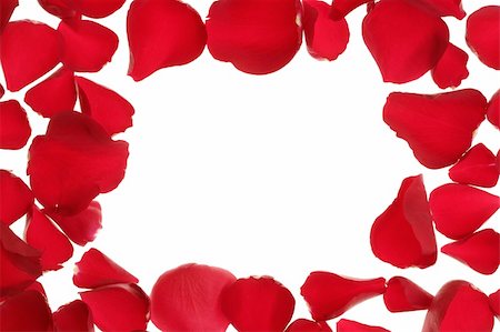 flower border design of rose - Red rose petals frame, border with white copy space Stock Photo - Budget Royalty-Free & Subscription, Code: 400-05159219