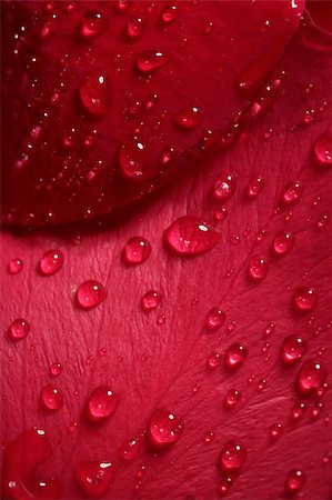 simsearch:400-05159216,k - Wet close up macro rose petals with water drops Stock Photo - Budget Royalty-Free & Subscription, Code: 400-05159210