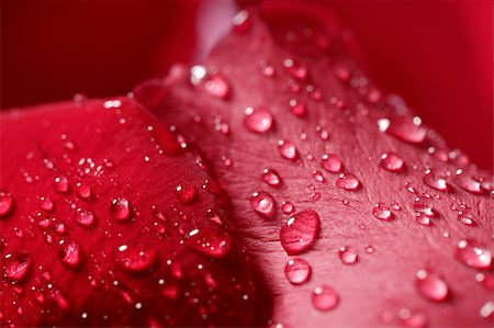 simsearch:400-05159213,k - Wet close up macro rose petals with water drops Stock Photo - Budget Royalty-Free & Subscription, Code: 400-05159211