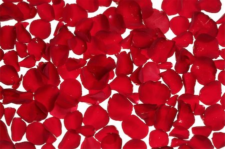 simsearch:400-05159216,k - Red rose petals texture background, transparent flowers Stock Photo - Budget Royalty-Free & Subscription, Code: 400-05159212