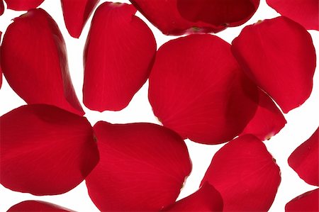 simsearch:400-05159213,k - Red rose petals texture background, transparent flowers Stock Photo - Budget Royalty-Free & Subscription, Code: 400-05159213