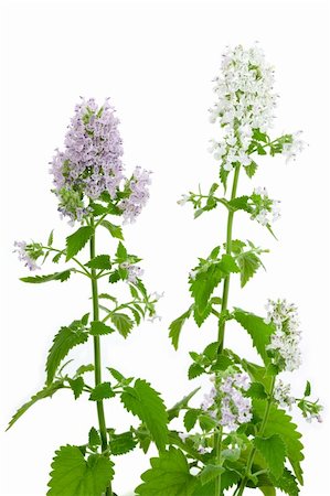 Flowering Catnip Plant, Nepeta cataria, isolated on white background Stock Photo - Budget Royalty-Free & Subscription, Code: 400-05159504