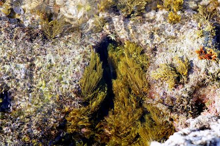Algae, seaweed marine coastline background, Mediterranean sea Stock Photo - Budget Royalty-Free & Subscription, Code: 400-05159509