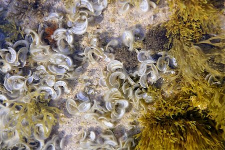 Algae, seaweed marine coastline background, Mediterranean sea Stock Photo - Budget Royalty-Free & Subscription, Code: 400-05159510