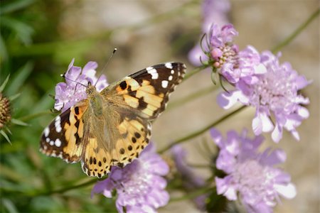 beautiful butterfly on blue flower Stock Photo - Budget Royalty-Free & Subscription, Code: 400-05159916