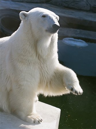 simsearch:400-04237135,k - A polar bear in the Moscow Zoo Photographie de stock - Aubaine LD & Abonnement, Code: 400-05159917