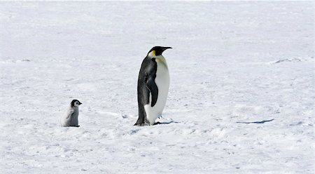 Emperor penguins on the sea ice in the Weddell Sea, Antarctica Stock Photo - Budget Royalty-Free & Subscription, Code: 400-05159935