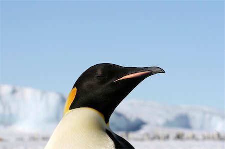 simsearch:400-04128220,k - Emperor penguins on the sea ice in the Weddell Sea, Antarctica Fotografie stock - Microstock e Abbonamento, Codice: 400-05159937