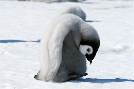 simsearch:400-04128220,k - Emperor penguin on the sea ice in the Weddell Sea, Antarctica Fotografie stock - Microstock e Abbonamento, Codice: 400-05159940