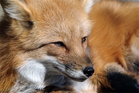simsearch:400-04516399,k - Close-up portrait of a beautiful wild Red Fox Foto de stock - Royalty-Free Super Valor e Assinatura, Número: 400-05159998