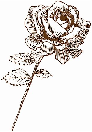 simsearch:400-04645691,k - Hand drawn image of a rose. Stock Photo - Budget Royalty-Free & Subscription, Code: 400-05150016