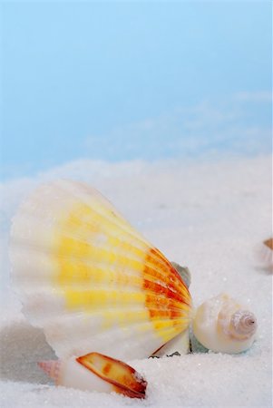 simsearch:400-04574520,k - Three colorful seashells on white sand Stockbilder - Microstock & Abonnement, Bildnummer: 400-05150166