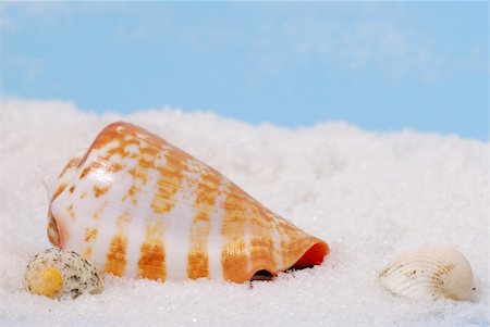 simsearch:400-04574520,k - Sea shells on white beach with blue background Stockbilder - Microstock & Abonnement, Bildnummer: 400-05150167