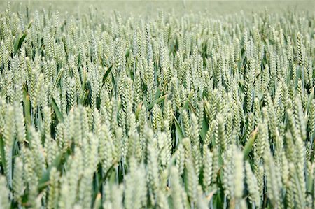 simsearch:400-04698173,k - Closeup of wheat field in Denmark. Shallow depth of field. Focus in the middle of the frame. Photographie de stock - Aubaine LD & Abonnement, Code: 400-05150369