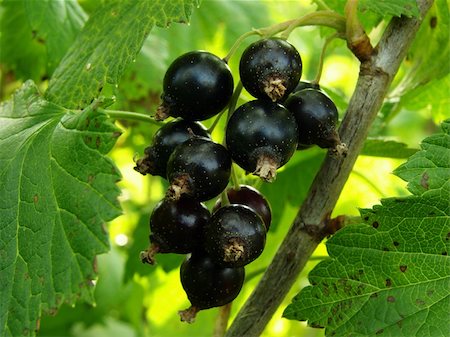 little bunch of blackcurrant on the branch Stock Photo - Budget Royalty-Free & Subscription, Code: 400-05150446