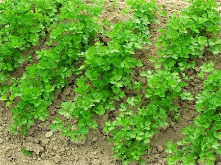 simsearch:400-05876466,k - parsley growing on the vegetable bed Stockbilder - Microstock & Abonnement, Bildnummer: 400-05150912