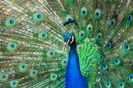 simsearch:400-04380845,k - beautiful male peacock with its colorful tail feathers spread Stock Photo - Budget Royalty-Free & Subscription, Code: 400-05150998