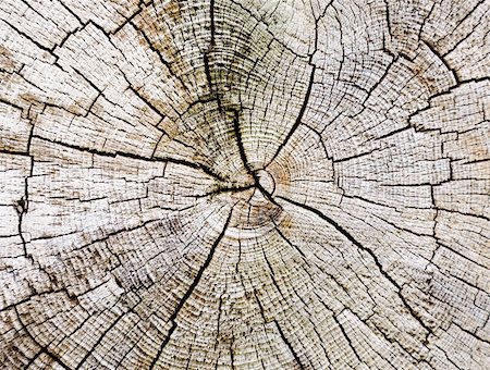 Cut of a trunk of an old rotten tree background Stock Photo - Budget Royalty-Free & Subscription, Code: 400-05151061