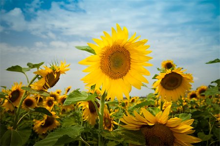 simsearch:400-04341599,k - sunflowers under a blue sky / summer Photographie de stock - Aubaine LD & Abonnement, Code: 400-05151151