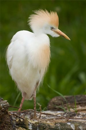 Cattle egret standing on a tree trunk Stockbilder - Microstock & Abonnement, Bildnummer: 400-05151387