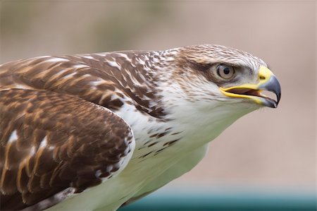 Close-up photo of a buzzard Stock Photo - Budget Royalty-Free & Subscription, Code: 400-05151388