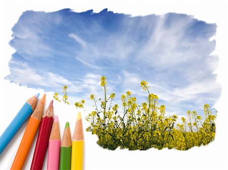 flowers sketch for coloring - Color pencil drawing of a yellow field with blue open sky Stock Photo - Budget Royalty-Free & Subscription, Code: 400-05151706