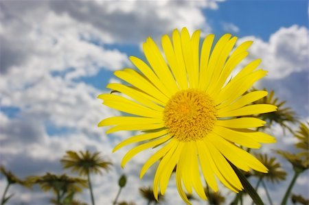 Yellog flowers on cloudy sky Foto de stock - Super Valor sin royalties y Suscripción, Código: 400-05151710