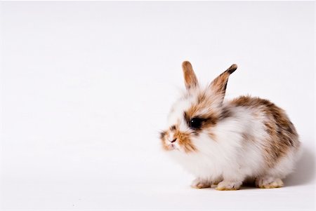 rabbit isolated over white Foto de stock - Super Valor sin royalties y Suscripción, Código: 400-05152315