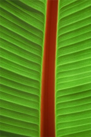 Freshness Palm Leaf Photographie de stock - Aubaine LD & Abonnement, Code: 400-05152333