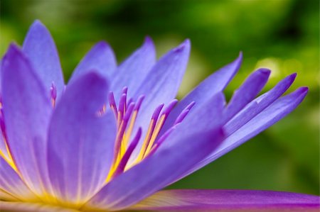 simsearch:400-05210967,k - Close up purple water lily on a pond. Foto de stock - Royalty-Free Super Valor e Assinatura, Número: 400-05152528