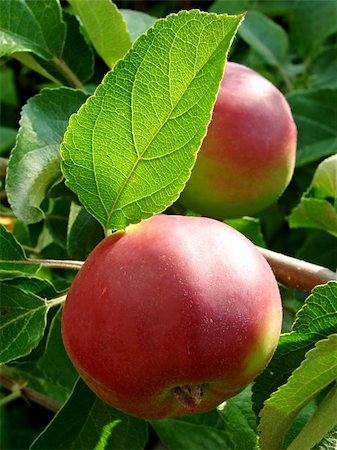 simsearch:400-06743766,k - growing apples on the apple-tree branch Stock Photo - Budget Royalty-Free & Subscription, Code: 400-05152676