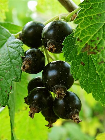 little bunch of blackcurrant on the branch Stock Photo - Budget Royalty-Free & Subscription, Code: 400-05152677